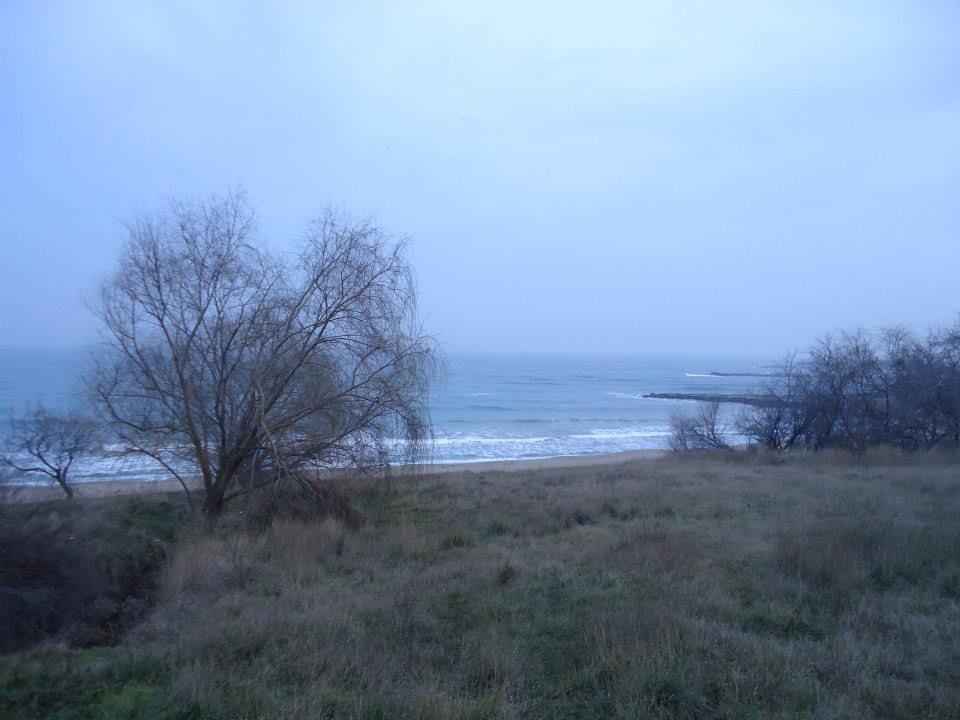 Vegetatie la mare iarna