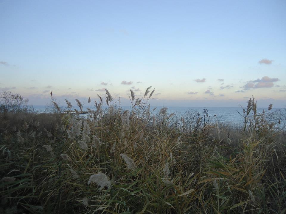 vegetatie la mare